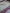 Banarasi mashru katan silk saree hn103